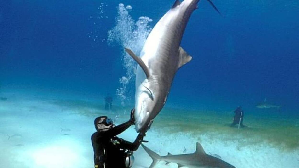 Canarias entra en el anuario de escualos