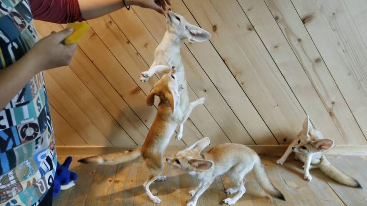 Una cafetería muy animal