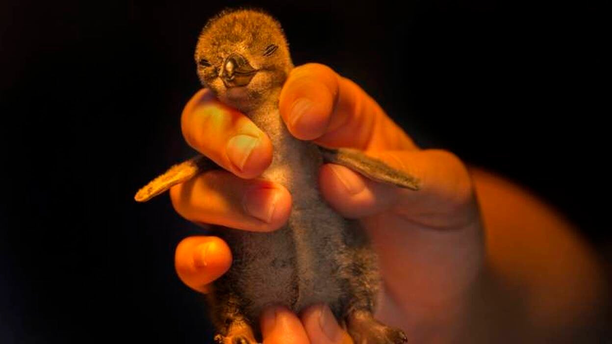 Al rescate de pingüinos