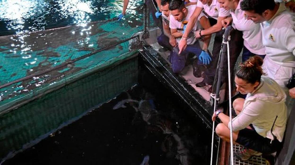 Siete retoños para &#8216;Poema del Mar&#8217;