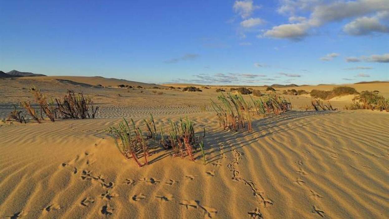 La revista 'Focus' dedica un reportaje a Fuerteventura como destino de moda