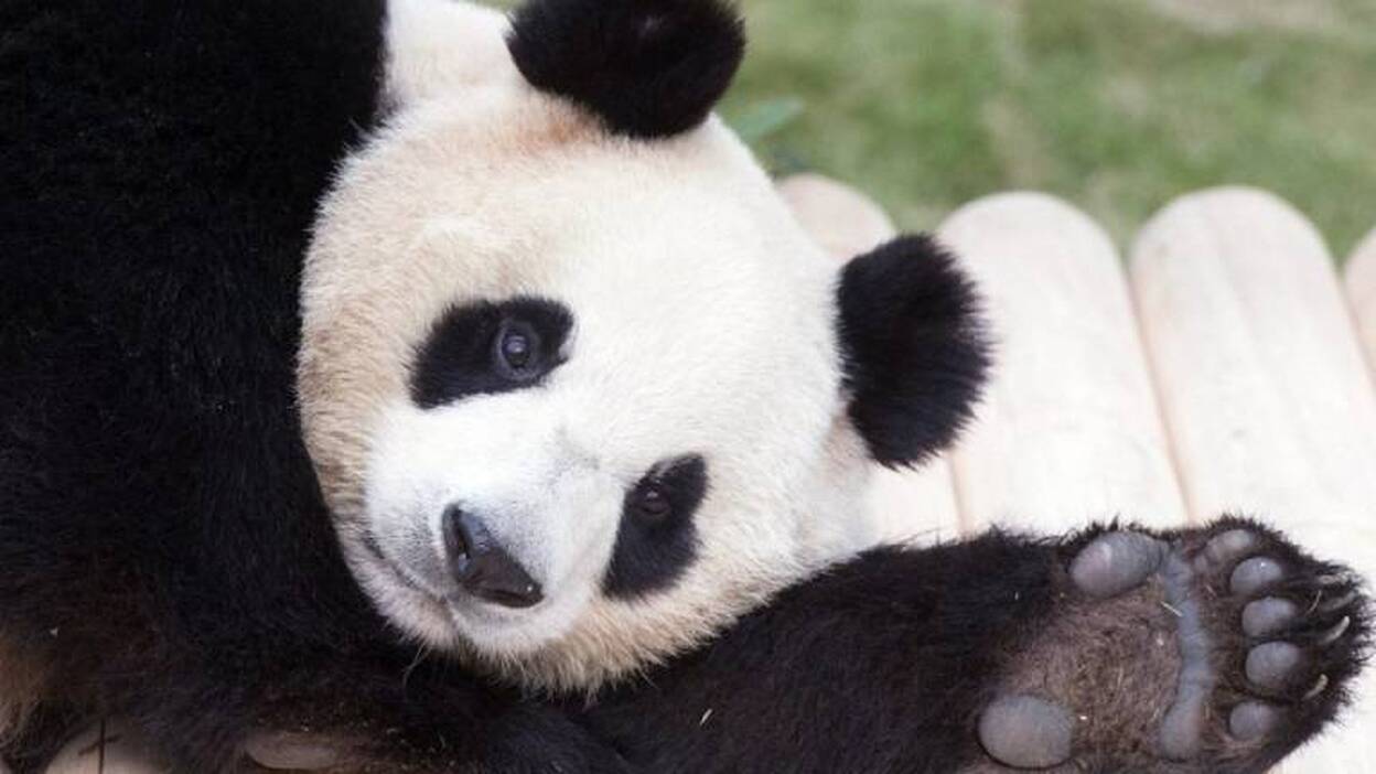 Ai Bao se aclimata a su nuevo hogar