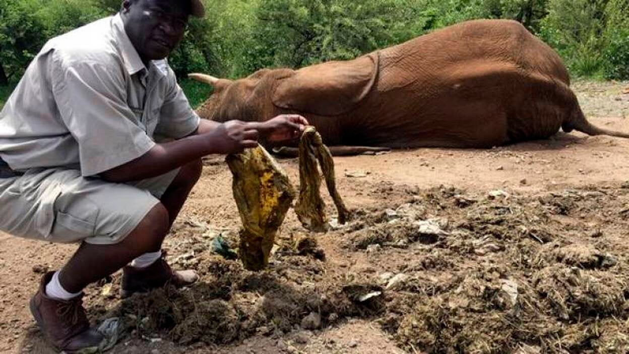 El vertedero de las Cataratas Victoria, un cementerio de elefantes