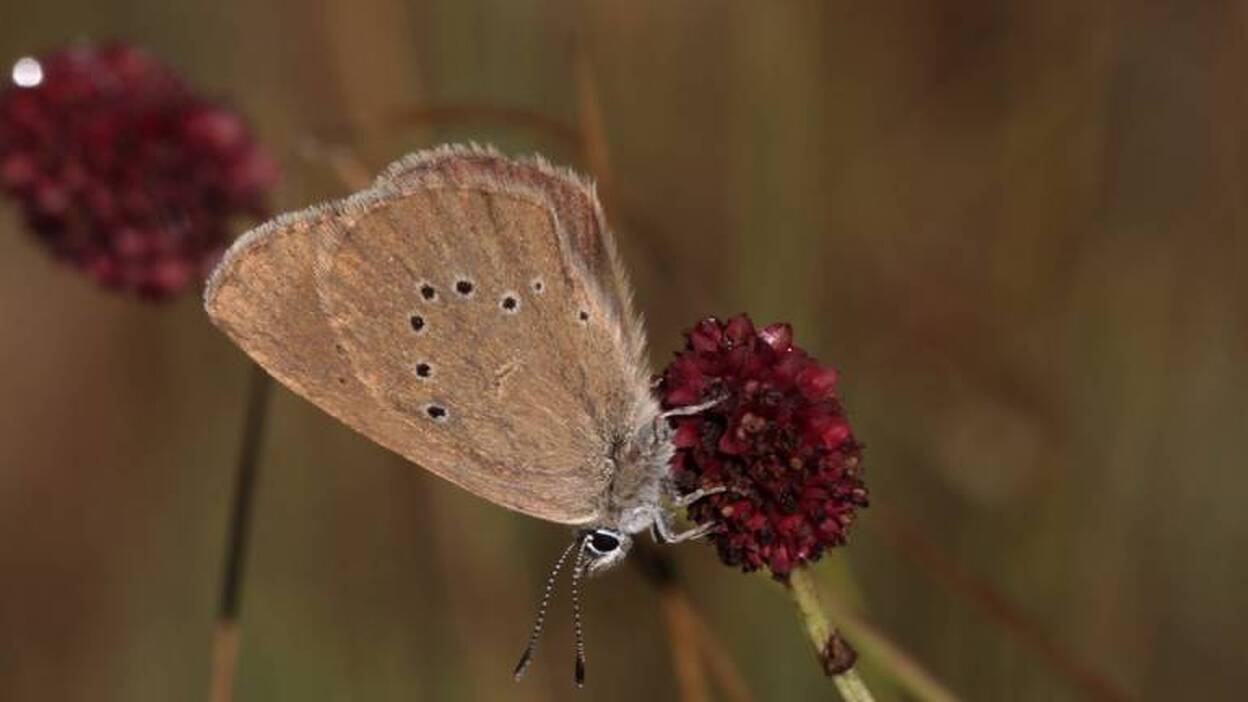 La Montaña Palentina, refugio de la mariposa hormiguera