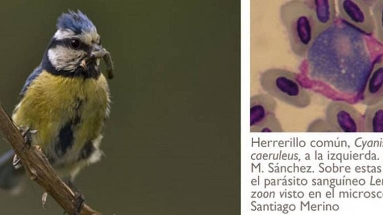 Detectan genes clave para el estudio y tratamiento de la malaria aviar