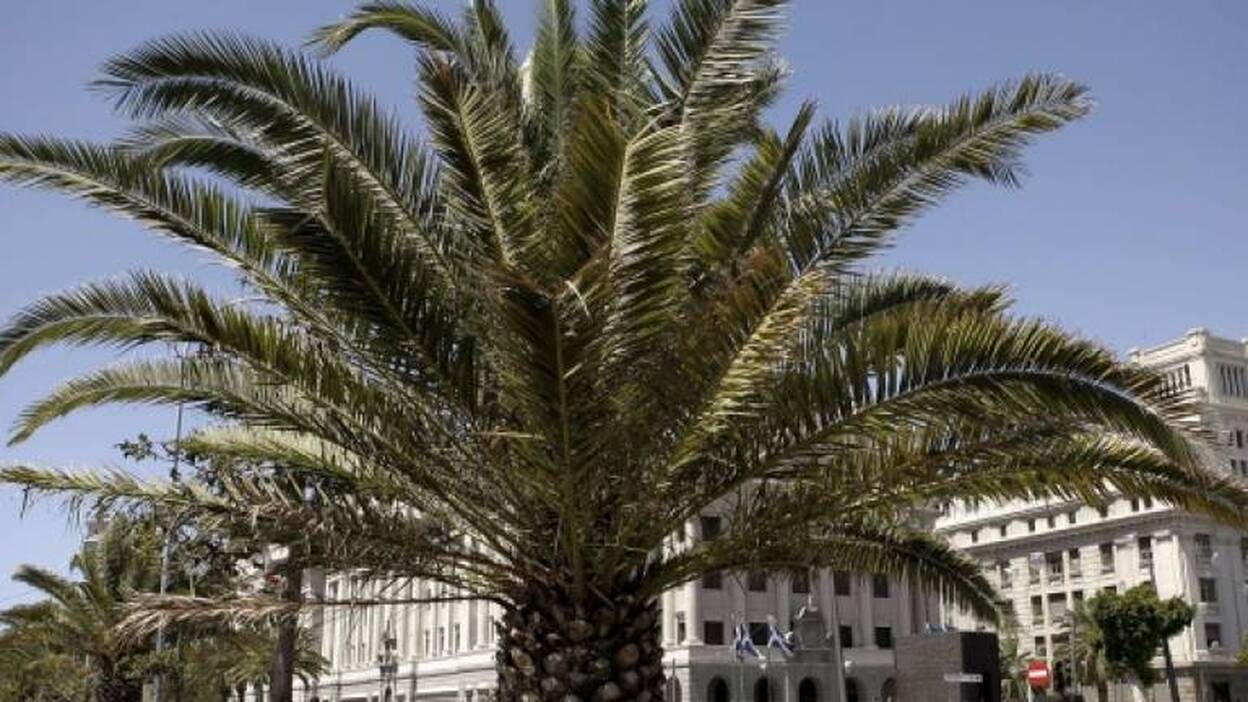 Investigan para determinar dosis de feromonas para controlar plaga de picudín