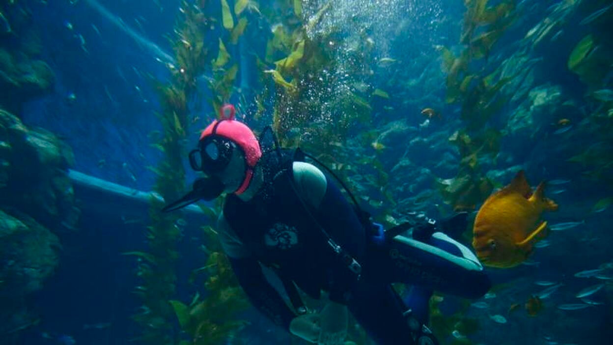 Wanda dispuesto a derrotar a Disney