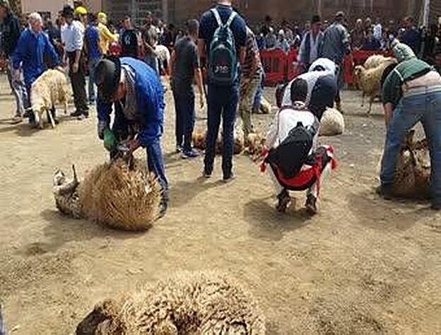 La fiesta de la lana en Caideros