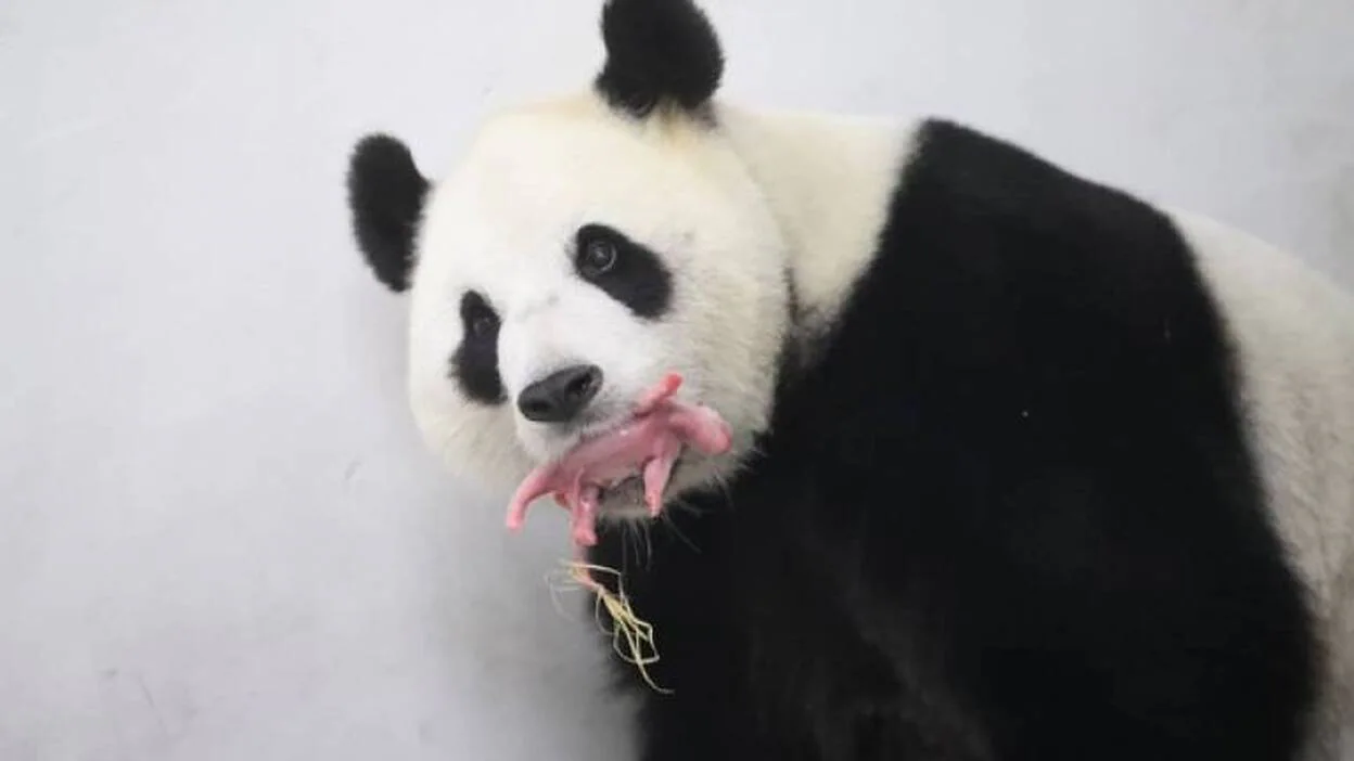 Nace una cría de panda gigante en un zoo de Bruselas