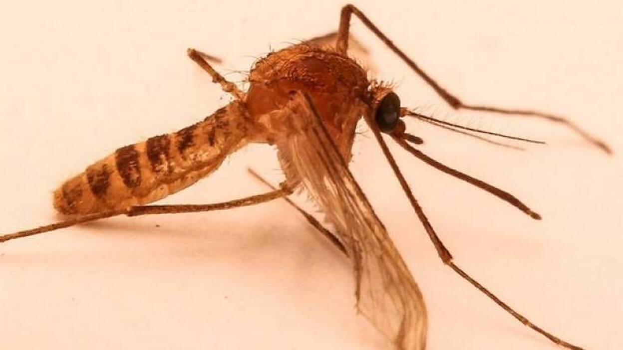 Los seres humanos rigen la evolución de nuevas especies