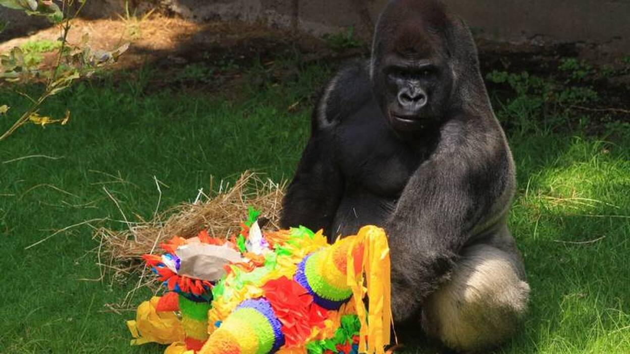 Bantú muere de un infarto