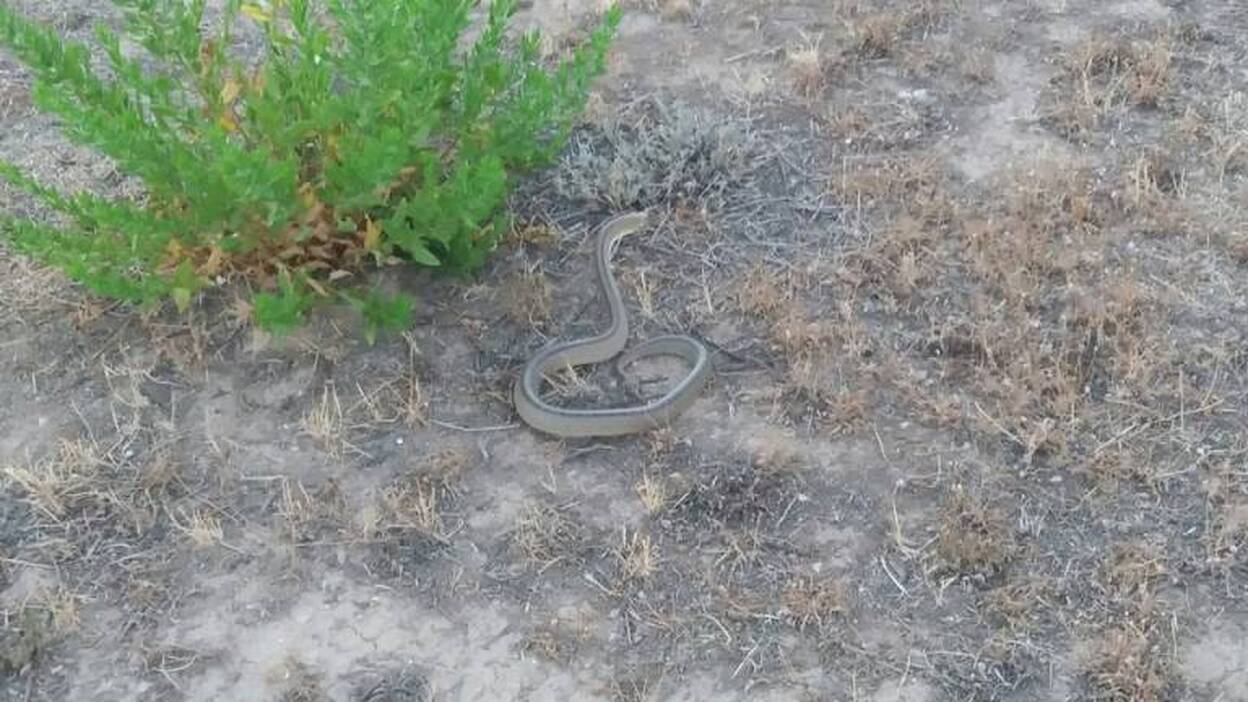 Capturan una serpiente en la habitación donde dormía un bebé