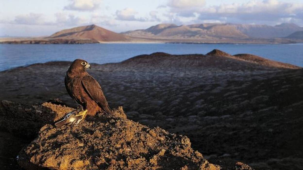Los halcones de Alegranza confirman una teoría centenaria de la biología
