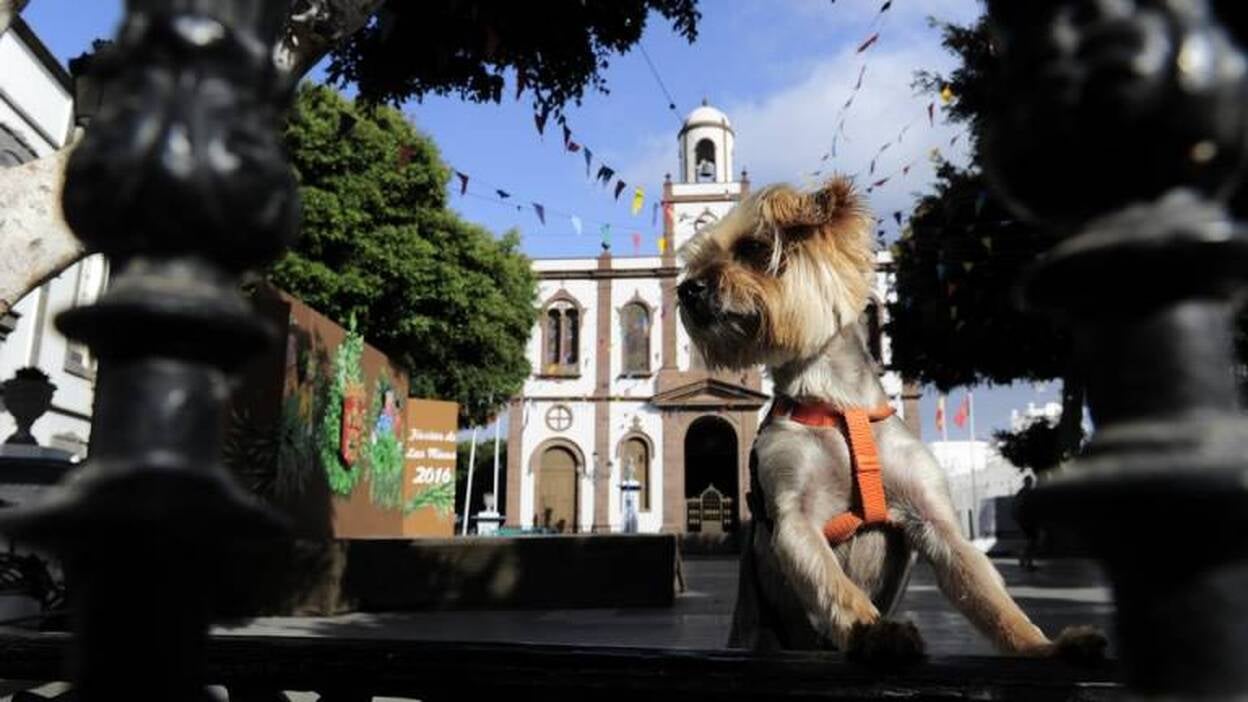 Agaete se acicala para su gran fiesta