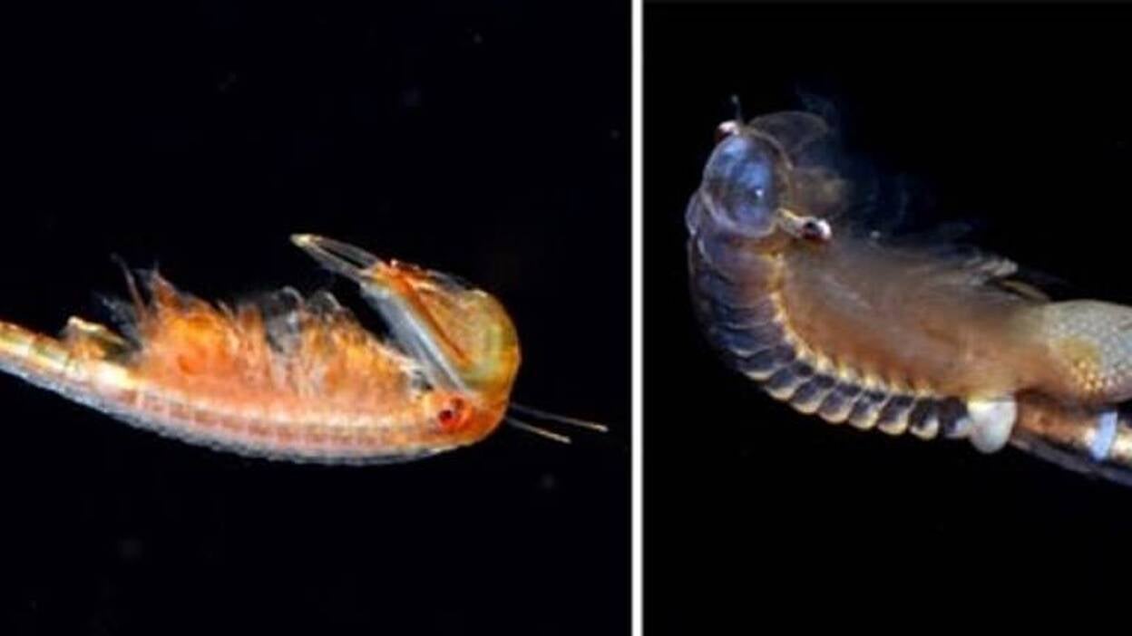 Encuentran nueve especies de crustáceos del Jurásico