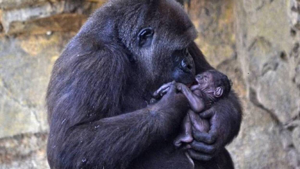 Nace un gorila a la vista del público en Bioparc Valencia