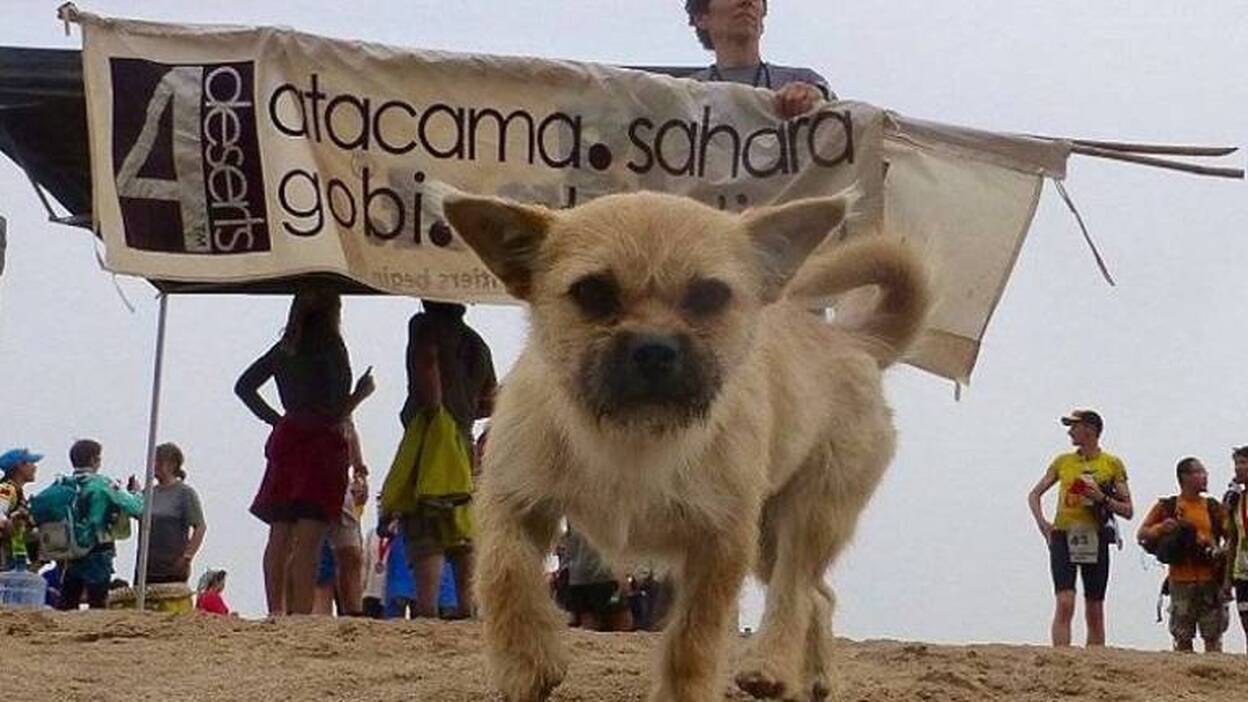 China se moviliza para encontrar a "Gobi", la perra maratoniana