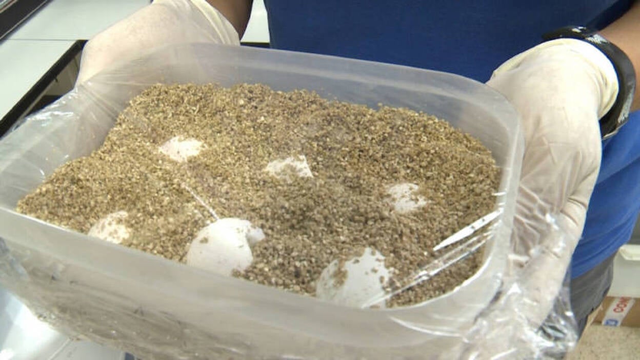 Los huevos de tortuga boba del Oceanogràfic de Valencia comienzan a eclosionar