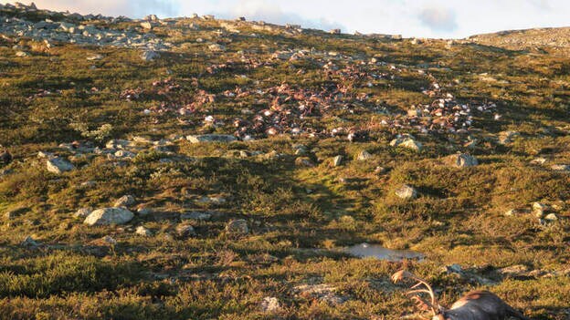 Más de 300 renos mueren en Noruega durante una tormenta eléctrica