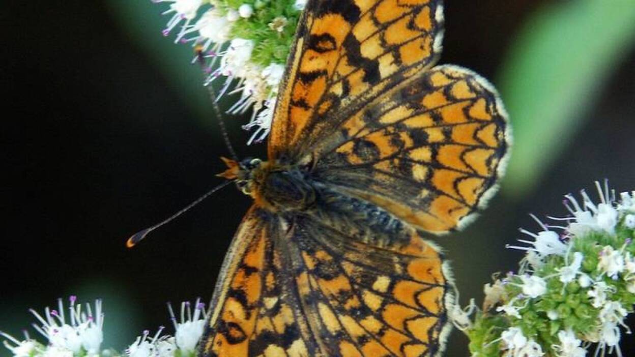 Una veintena de especies de mariposas del Mediterráneo están en peligro de extinción