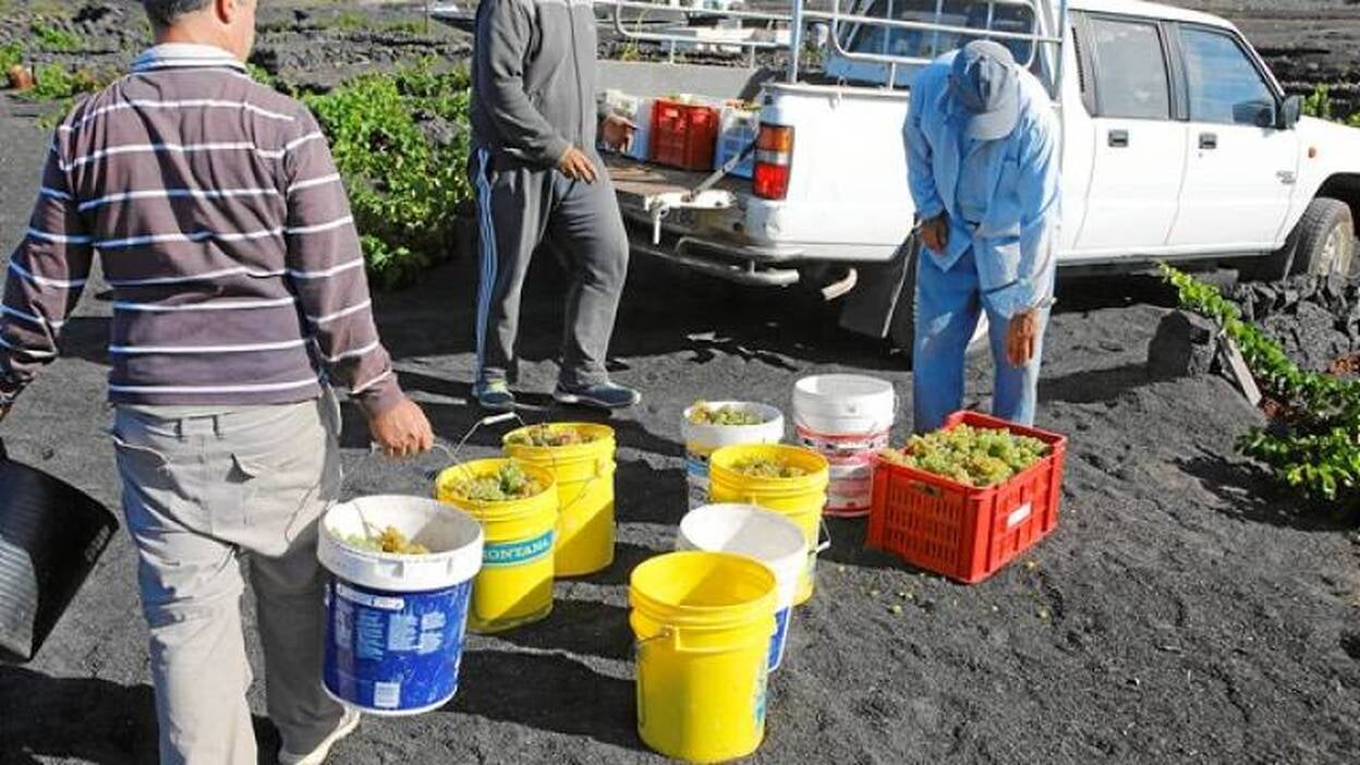 La vendimia en curso será la peor en décadas, con 500.000 kilos