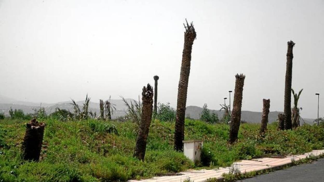 Canarias erradica el picudo rojo