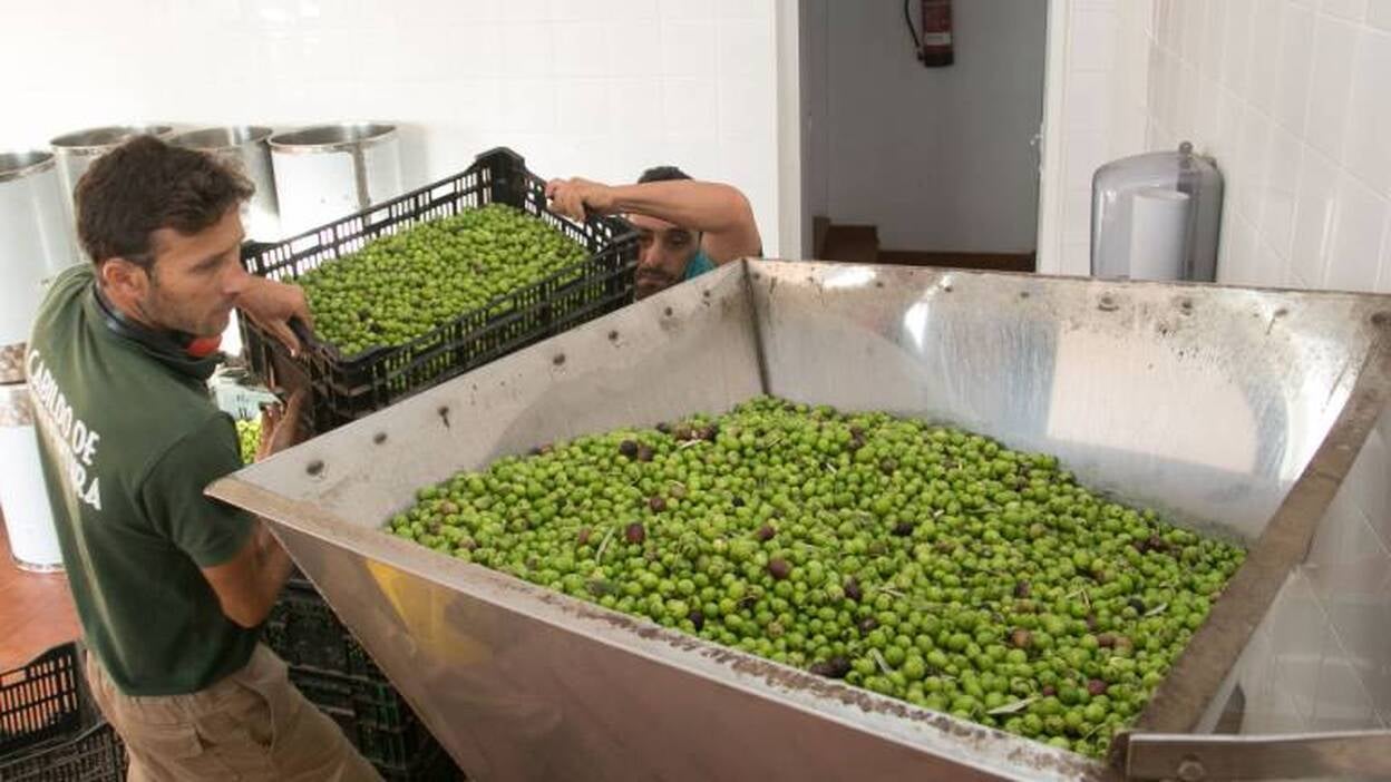 La vecería se ceba con el olivo majorero