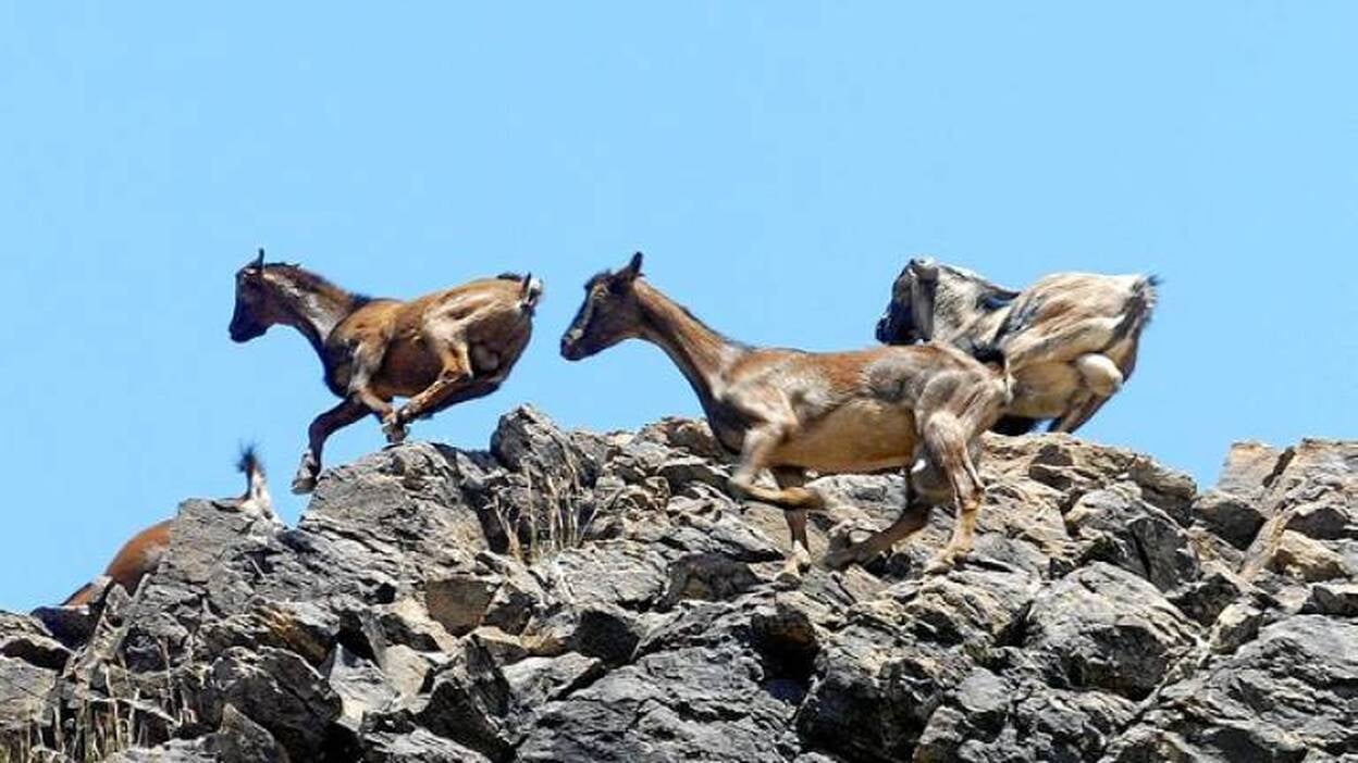 Las cabras que se capturen en las apañadas, para comérselas