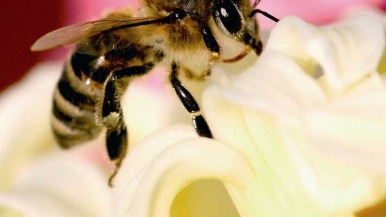 El Gobierno de Canarias destinará 540.000 euros en ayudas a la producción de miel de abeja negra