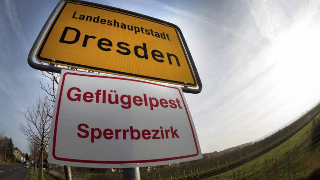 Gripe aviar obliga a sacrificar más de 100.000 aves en explotaciones alemanas