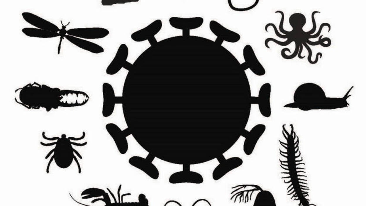 Descubren un mundo de virus en los invertebrados