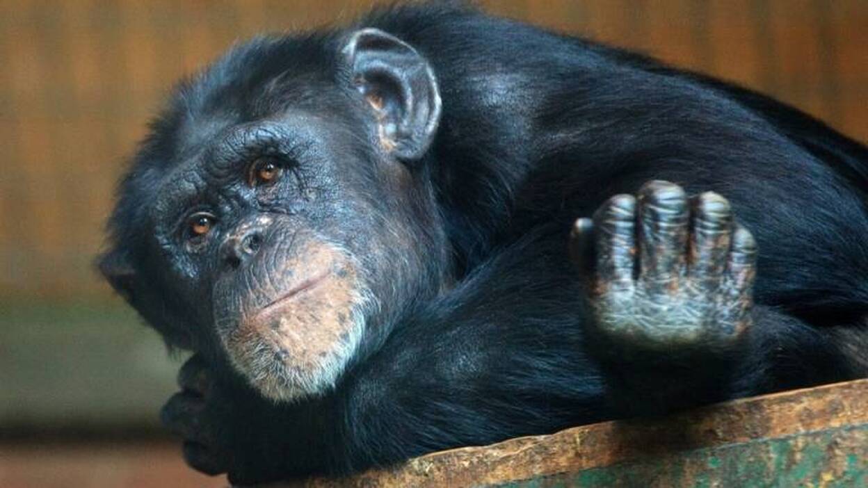 Los chimpancés son "indiferentes" al altruismo
