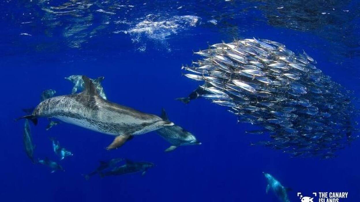 El Museo Elder acoge la exposición de fotografía submarina 'Dive Photo Challenge'