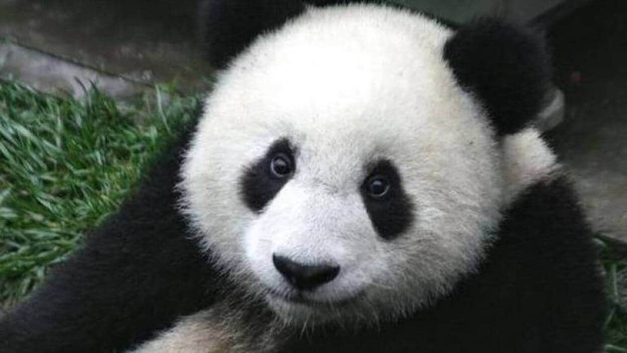 Muere Pan Pan, el oso panda más viejo del mundo