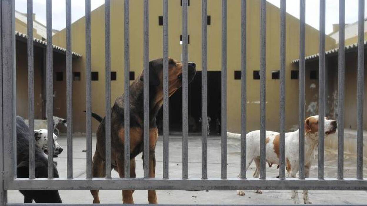 Gesplan gestionará el albergue de animales durante todo 2017