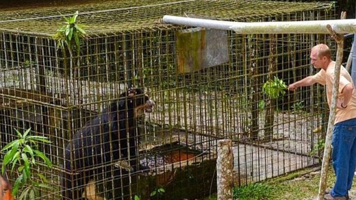 Liberan a oso de anteojos en área natural de Amazonía peruana