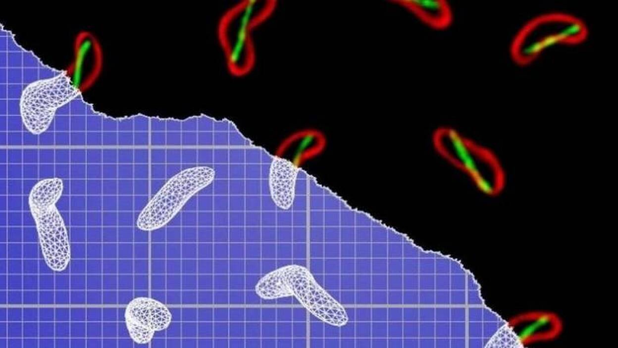 La bacteria del cólera infecta más eficazmente con un simple cambio de forma