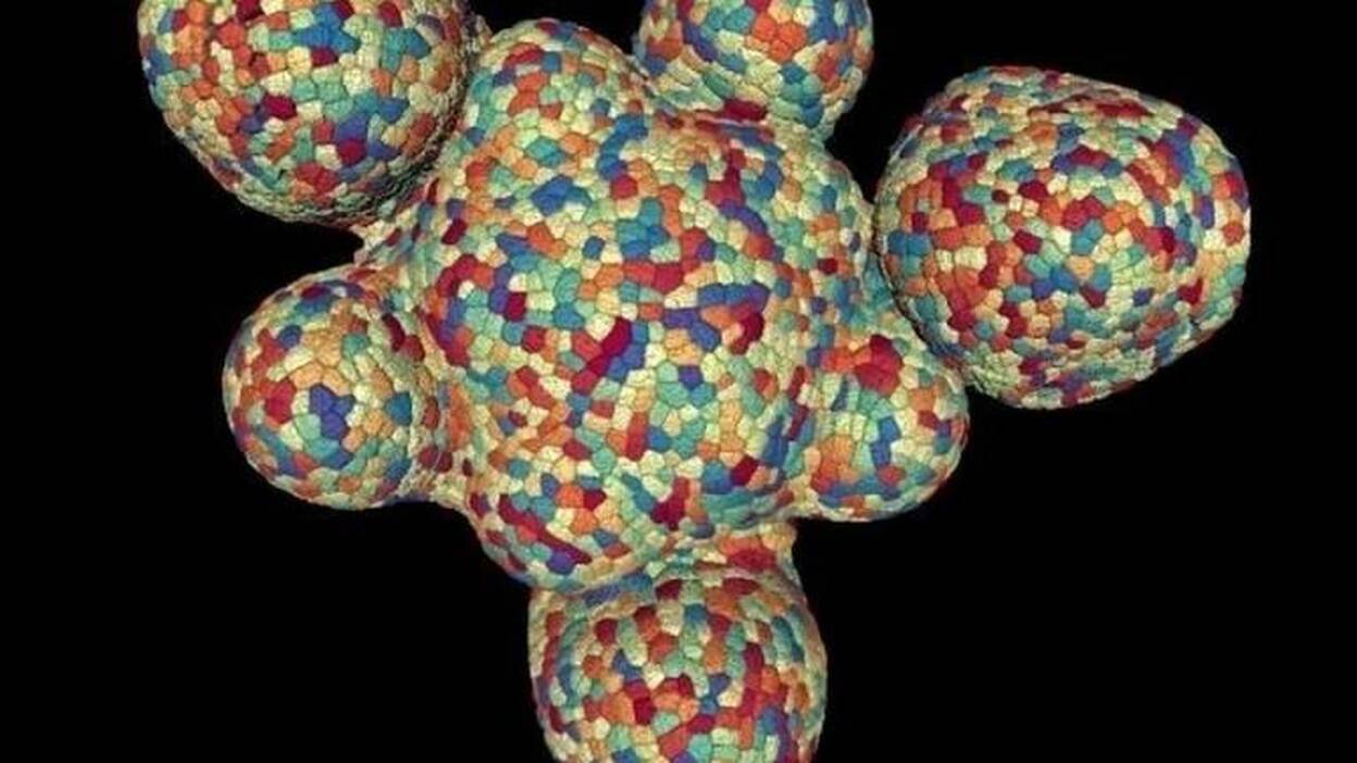 Se revela como las células de las plantas regulan el crecimiento