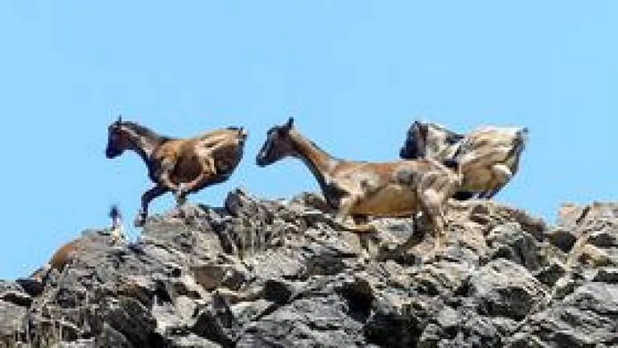 Marcadores genéticos exclusivos de las cabras canarias perviven en los Andes