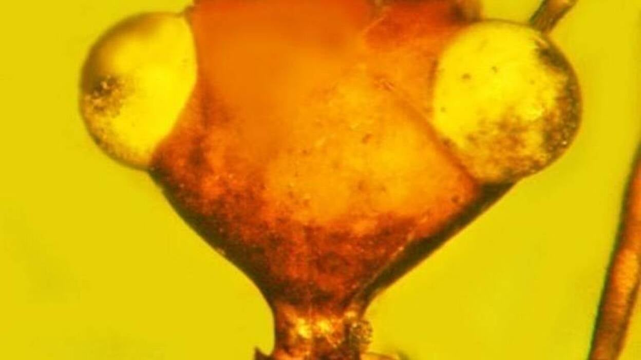 Un insecto 'de otro mundo' con apariencia de ET aparece en ámbar