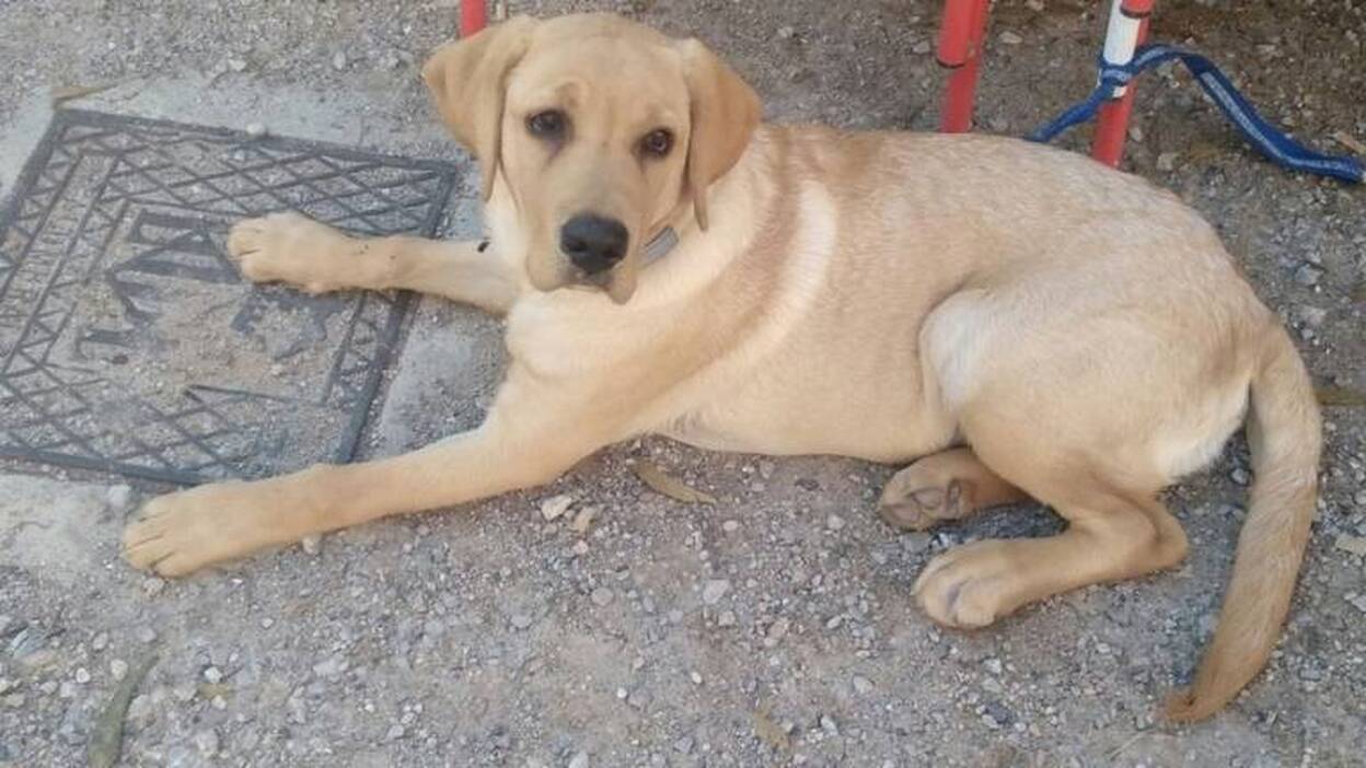 La terapia de pacientes con su mascota en hospital se aplica de forma "muy positiva"