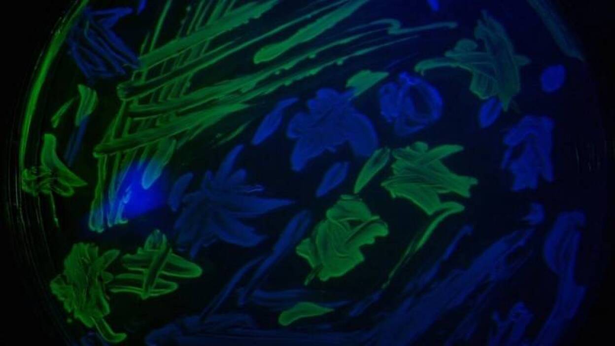 Los antibióticos pueden estimular la reproducción bacteriana