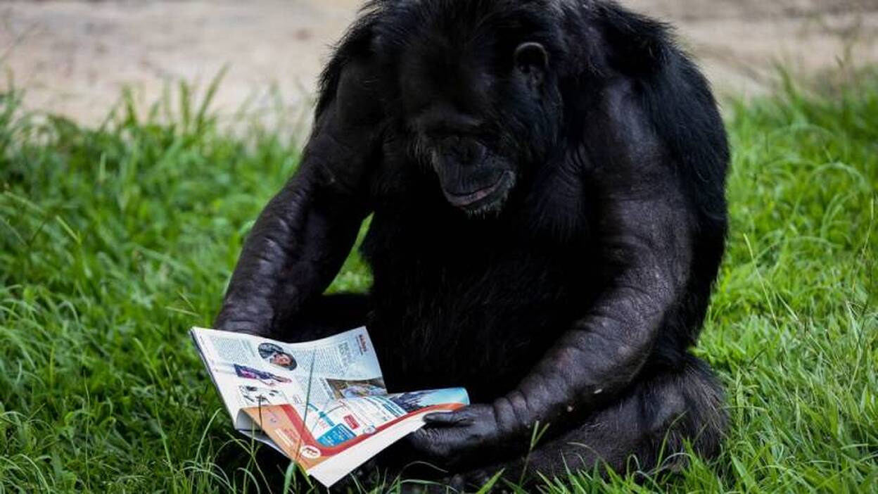 El mayor santuario de chimpancés