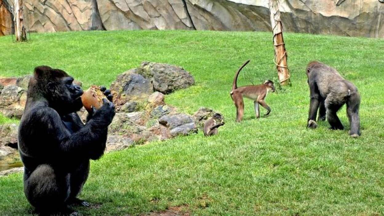 Un anticonceptivo inyectable para hombres demuestra su eficacia en monos