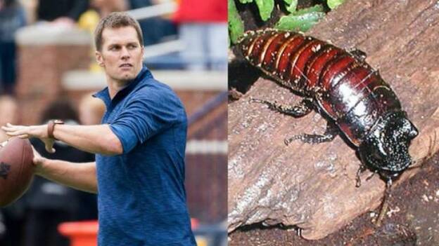 El zoo de Atlanta toma la revancha dando nombre de Tom Brady a una cucaracha