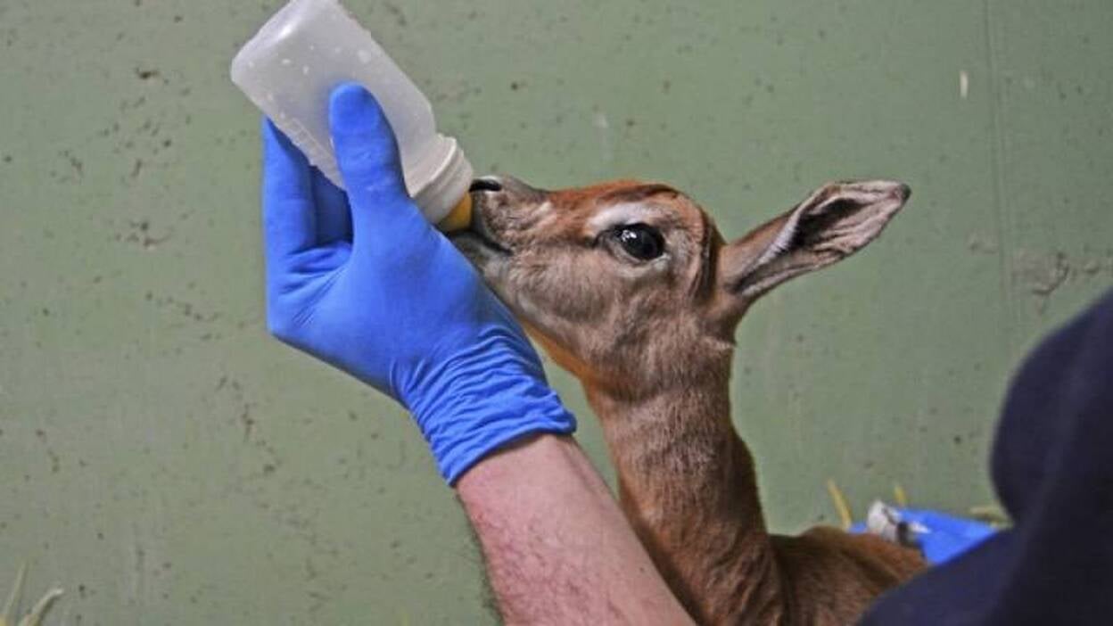 Nace una gacela a la vista del público en Bioparc Valencia