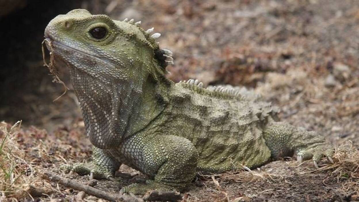 Charles Darwin tenía razón con su teoría de los 'fósiles vivientes'