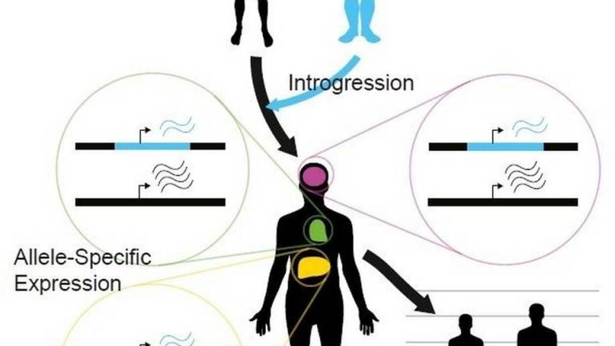 El ADN neandertal aún influye en la expresión del gen humano