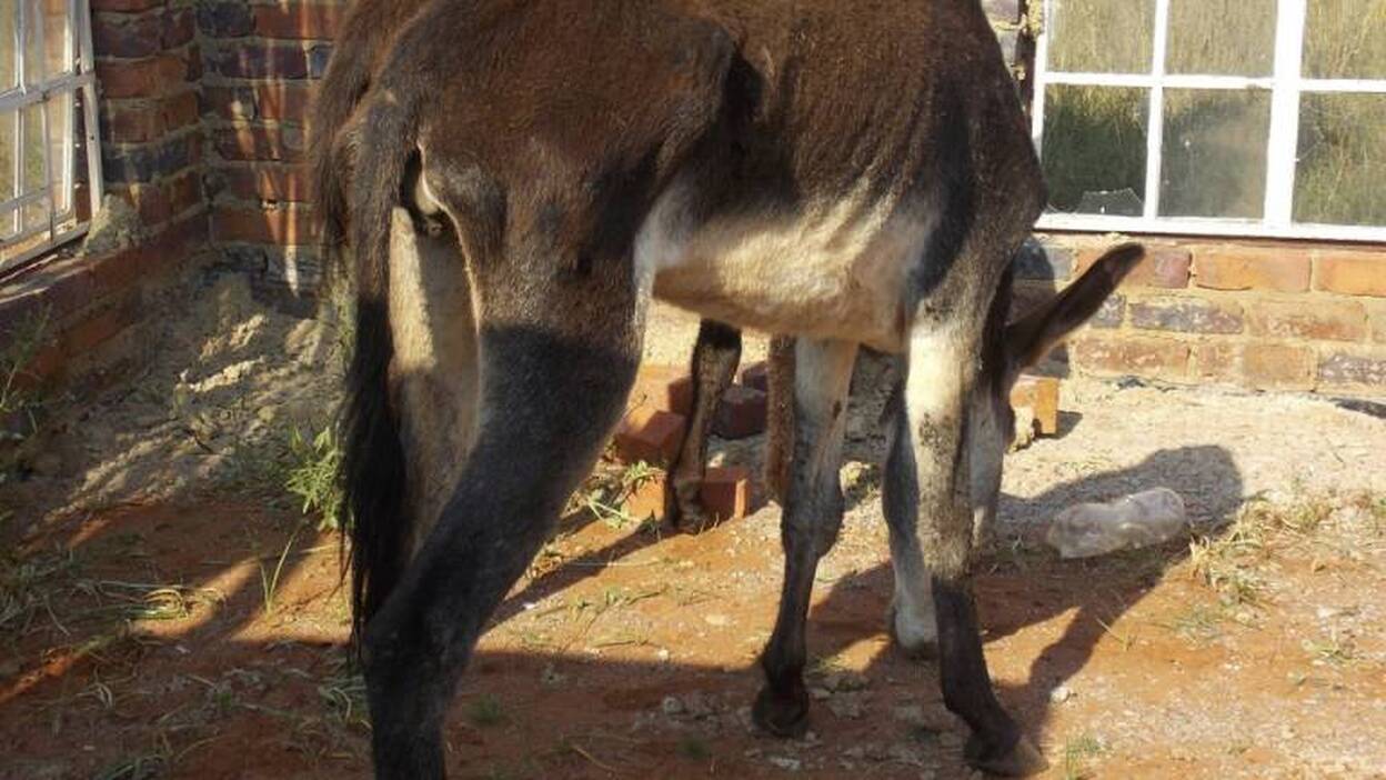 La medicina china amenaza a los burros de África