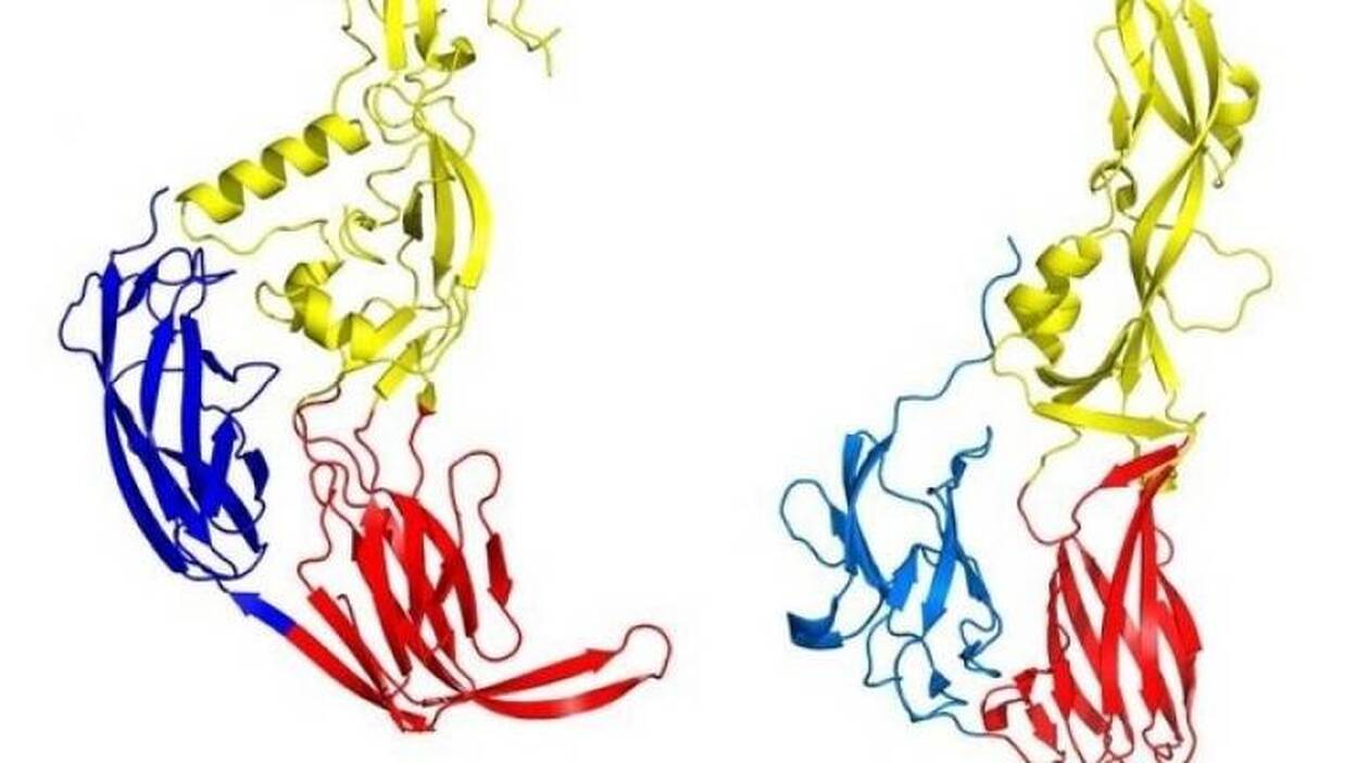 Hallan un nuevo enlace entre el sexo y los virus